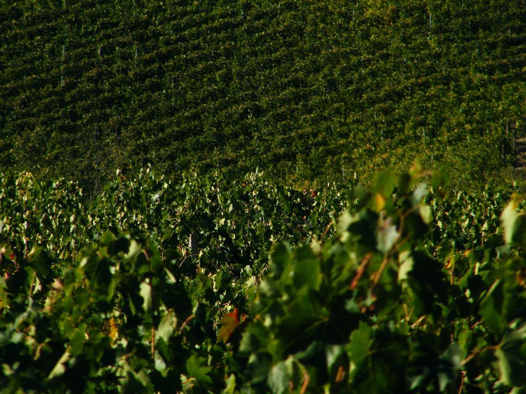 Montegonfoli Agroturismo San Gimignano